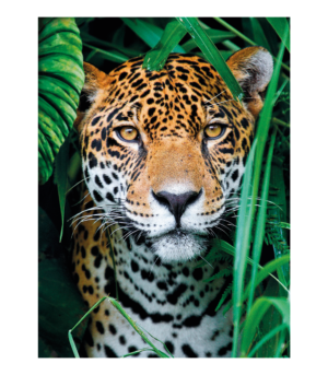 test-62d568819572cc83ab7ae5f8