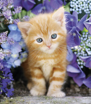 kittens